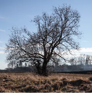 An analogy for ACEs.