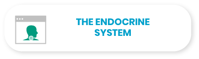 The endocrine system.