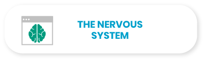 The nervous system.